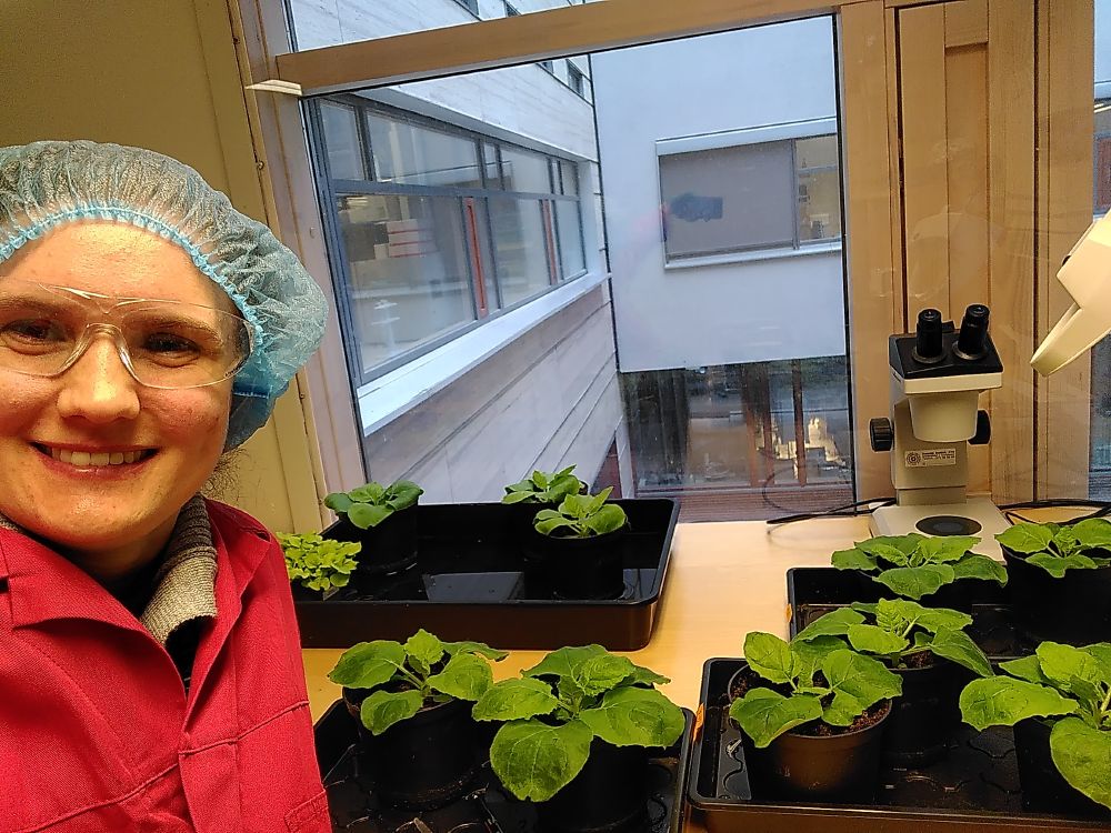 This is me treating tobacco plants (Nicotiana benthamiana) to study their immune reaction when their cell wall is damaged. I am wearing a red lab coat and a hair net to prevent carrying seeds or pollen outside of our secure facility.