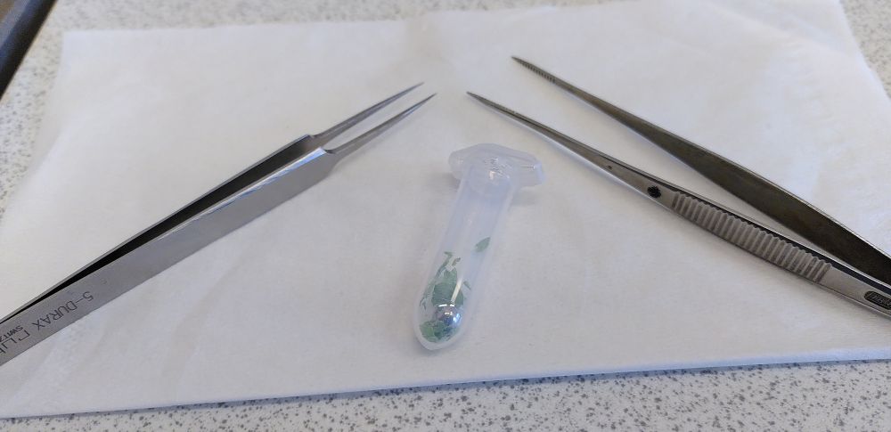 A piece of clean tissue paper with two metal tweezers on it. Between the tweezers is a 2 ml reaction tube with a metal bead and freeze dried tobacco leaf pieces in it.