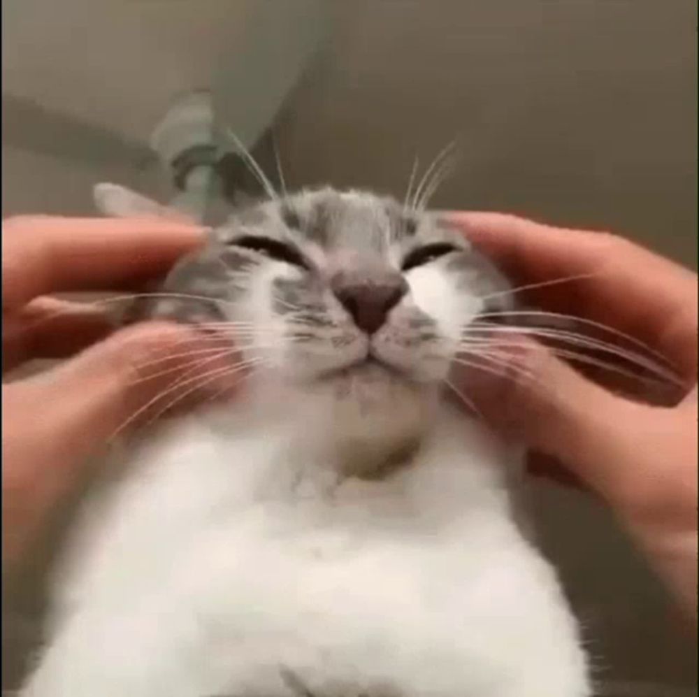 a close up of a person petting a cat 's face with their hands .