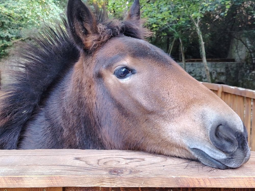 A closeup photo of a brown horse resting its chin on a wooden fence