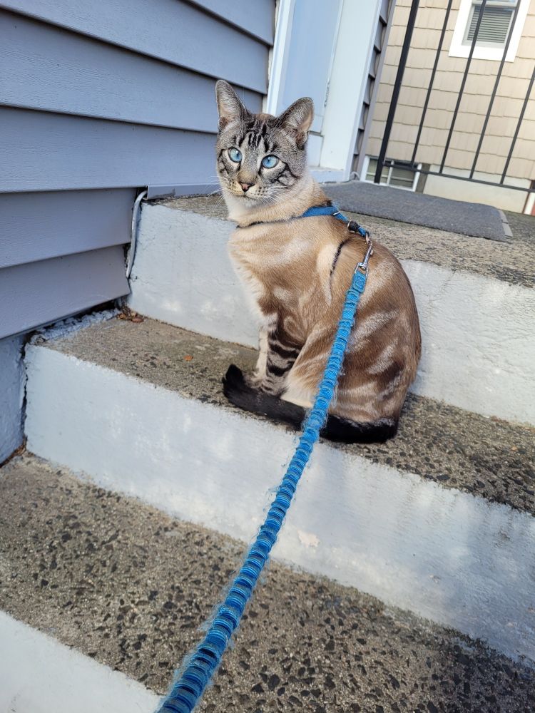 A blue eyed siamese mix cat in a harness sits on the back steps