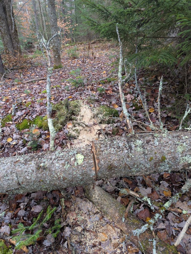 A fallen tree with a cut through it, sawdust on the ground 