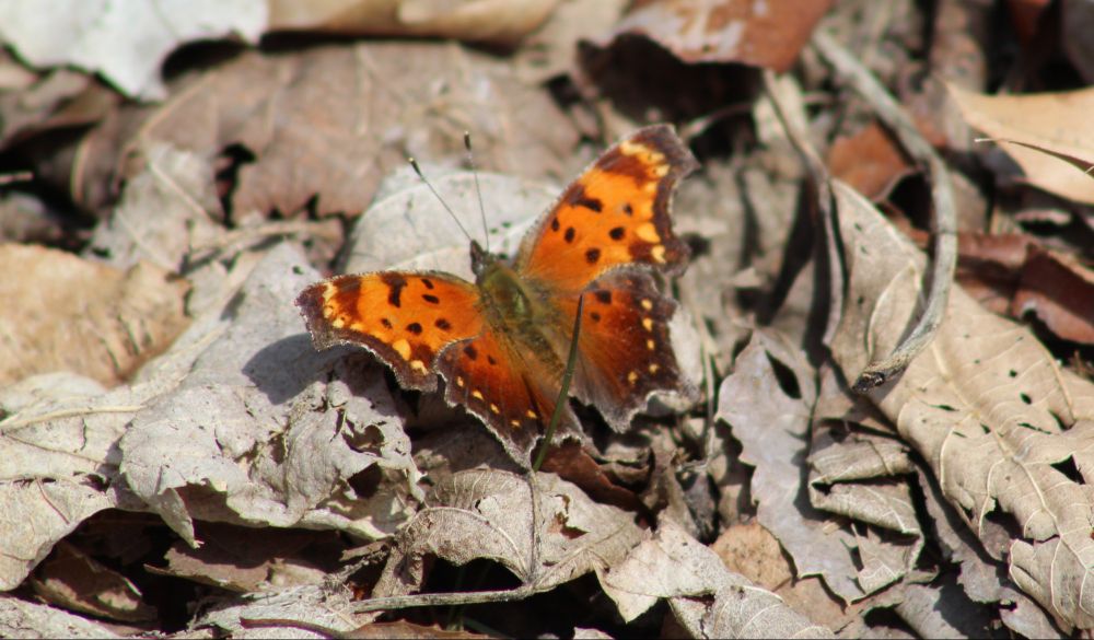 Eastern Comma butterfly. Orange with black and white spots, a fuzzy black midsection and black antennae. Wings are ridged and lined in black. 