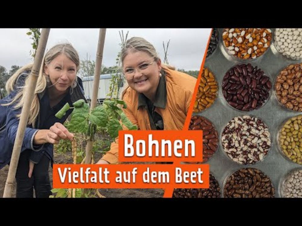 Gartenbohnen: 8000 alte Sorten | MDR Garten