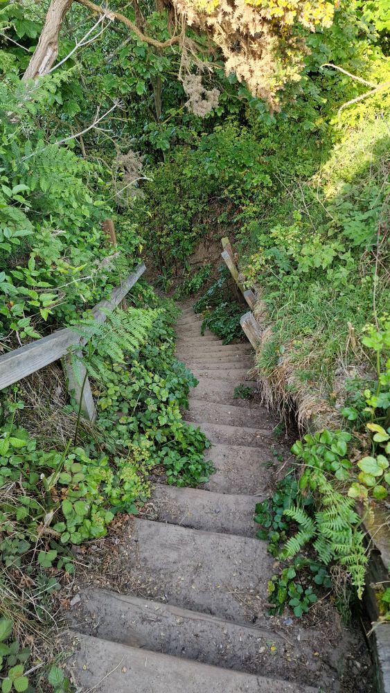 Jagged wood and mud steps leading steeply down a hidden set of steps from the cliffs to the beach. Green foliage bordering the path, overgrown wood railing managing to be seen. Cool and diffuse early evening light with some full sun hitting the upper canopy