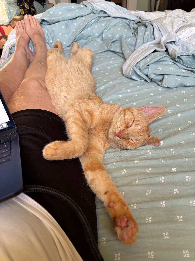 A ginger cat on its back sleeping against my leg.