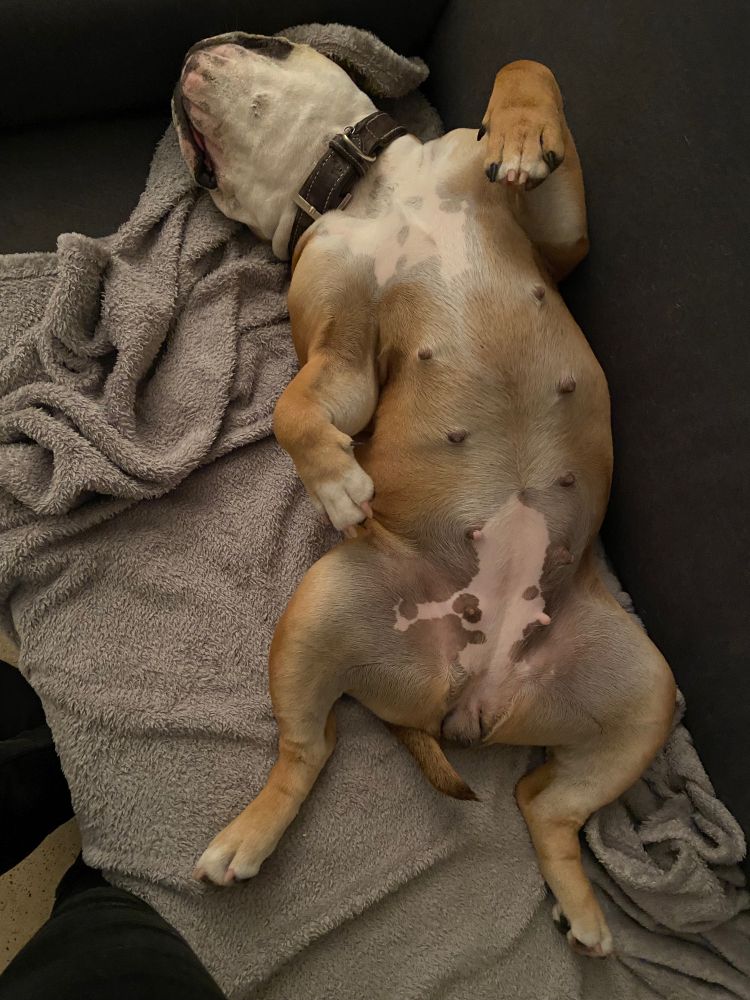 Hund, der auf einer grauen Decke auf dem Rücken liegt.