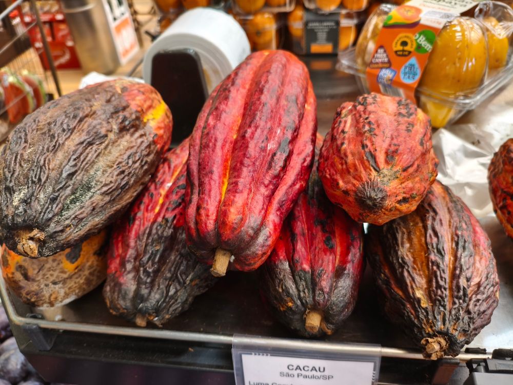 Cacaus ou cacais, não sei 