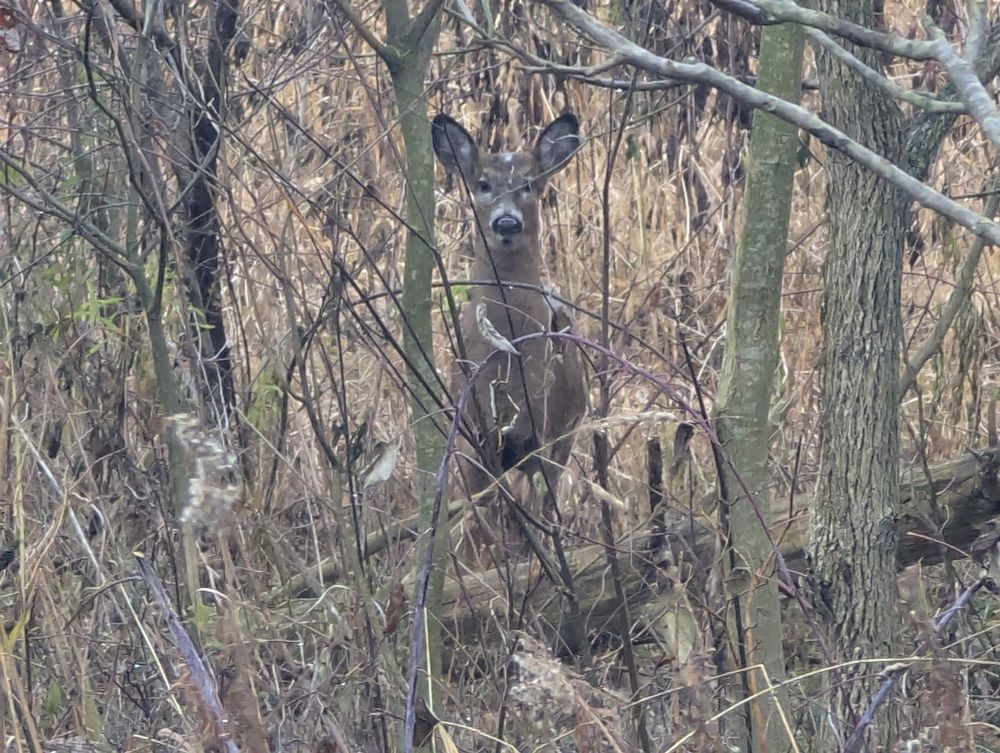 Deer in the woods looking directly at me