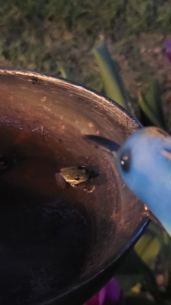 A frog sitting in a partially empty birdbath, overlooked by a plastic blue bird