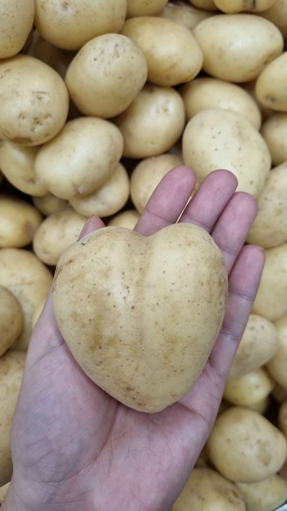 Batatinha afetuosa, que esparrama pelo chão, pra fazer um purêzinho de batata