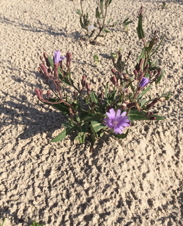 A purple flower blooming in beach sand. But it's EVIL.