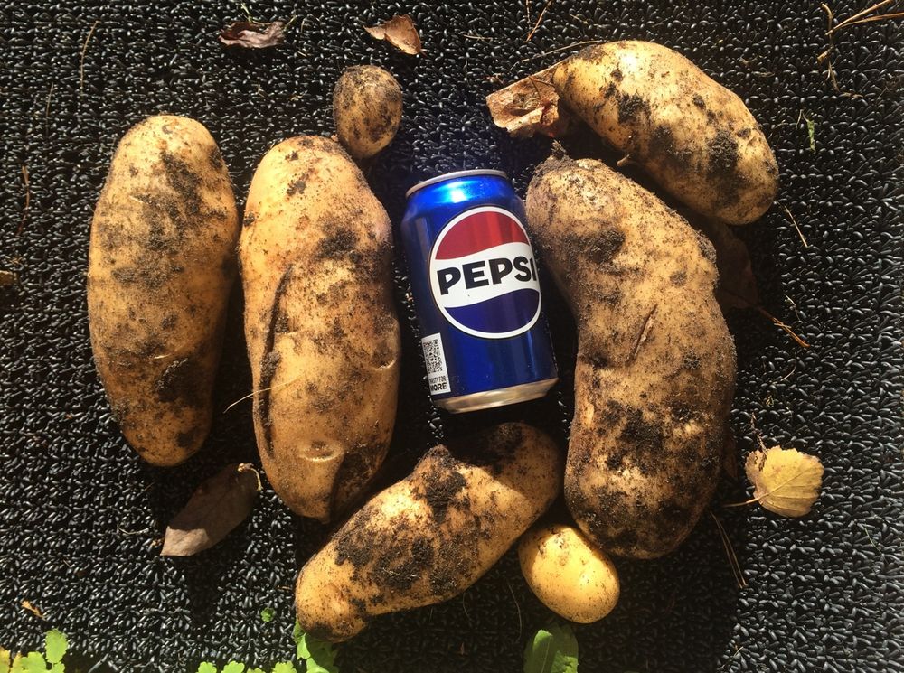 Five large, dirt-covered potatoes arranged in a circle around a 330ml Pepsi can used for scale on a dark mat, with a few small potatoes scattered around them