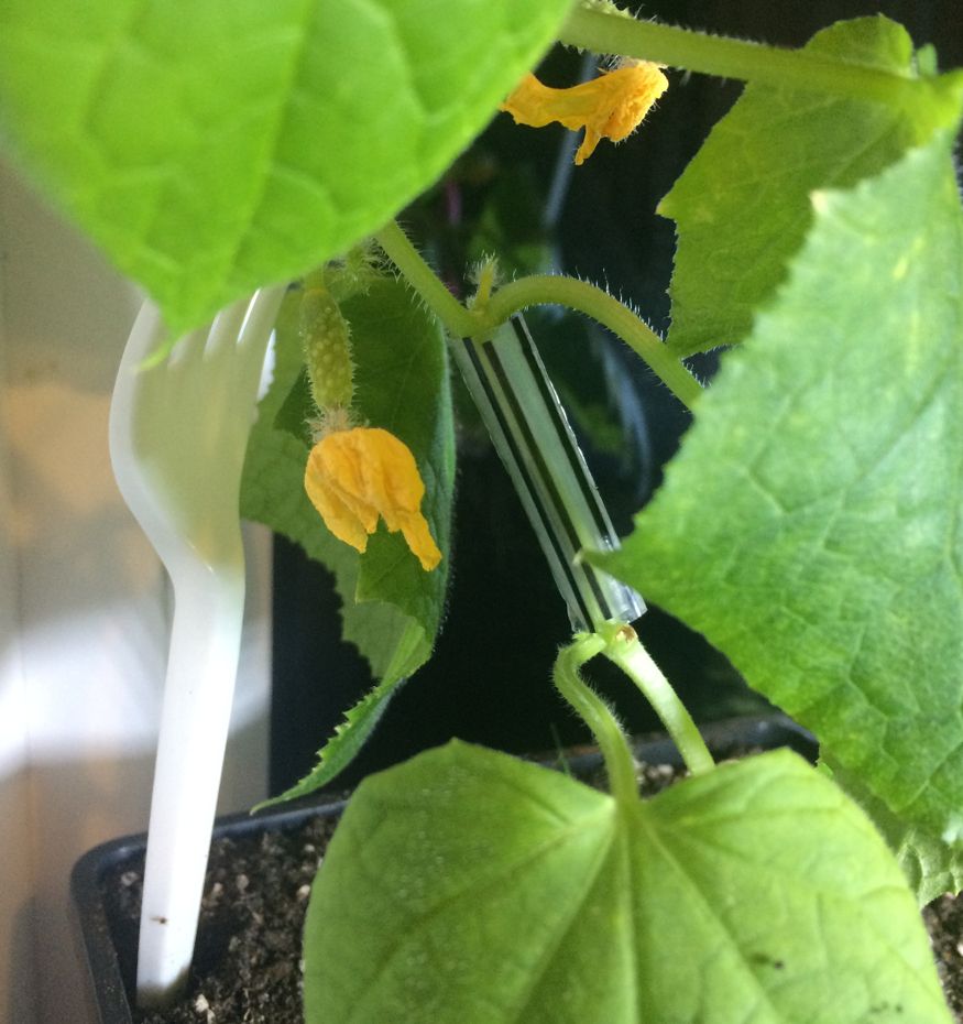 A closeup of a small cucumber plant with a section of its stem inside a piece of plastic tubing. It's two sections of straw, sliced on one side, placed around the stem. A plastic fork stuck in the planter props the whole thing up.