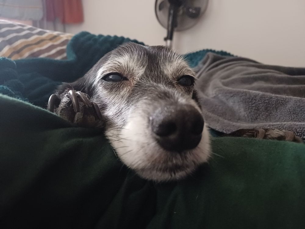Foto de una perra negra con el hocico blanco con los ojos entrecerrados, descansando sobre un brazo en una cama.