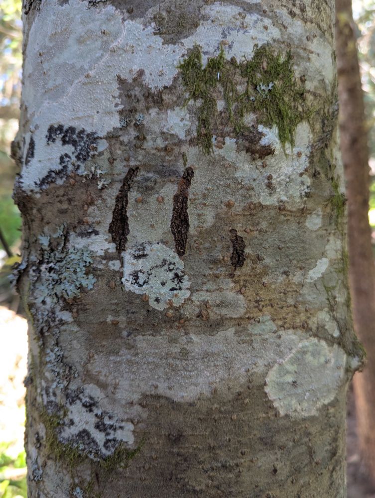 Close up of a blotchy gray tree trunk with dark vertical scratches caused by a bear sharpening its claws.
