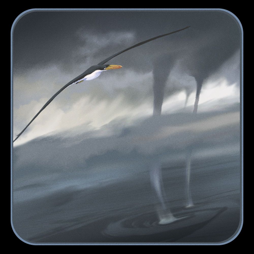 Pelagornis is a large sea bird from the Oligocene with a 20 foot wingspan. This one has a dark back and wings and a white belly. It is flying over a gray ocean with two water spout tornadoes in the background.