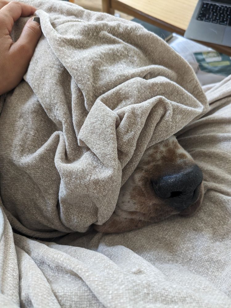Elton mon basset hound sous une couverture
Juste sa truffe dépasse