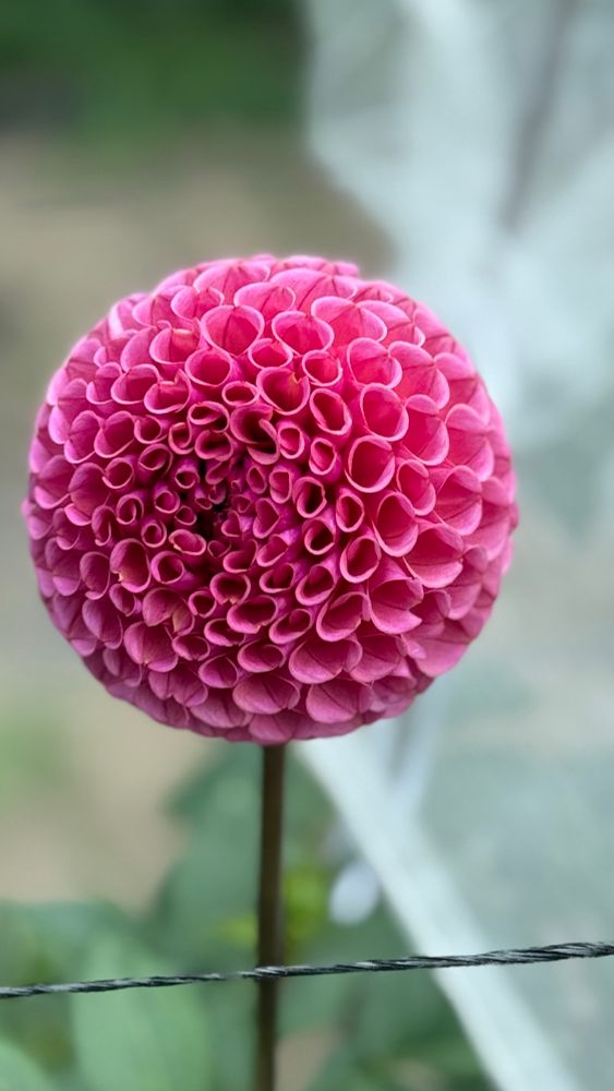A smoky raspberry ball form dahlia