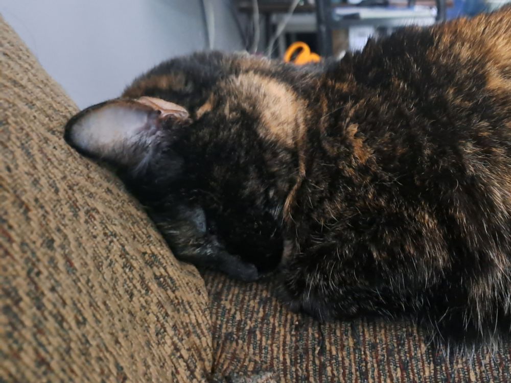 Photo of tortoiseshell cat asleep on the arm of a couch.  Her head is smooshed against the back of the couch.
