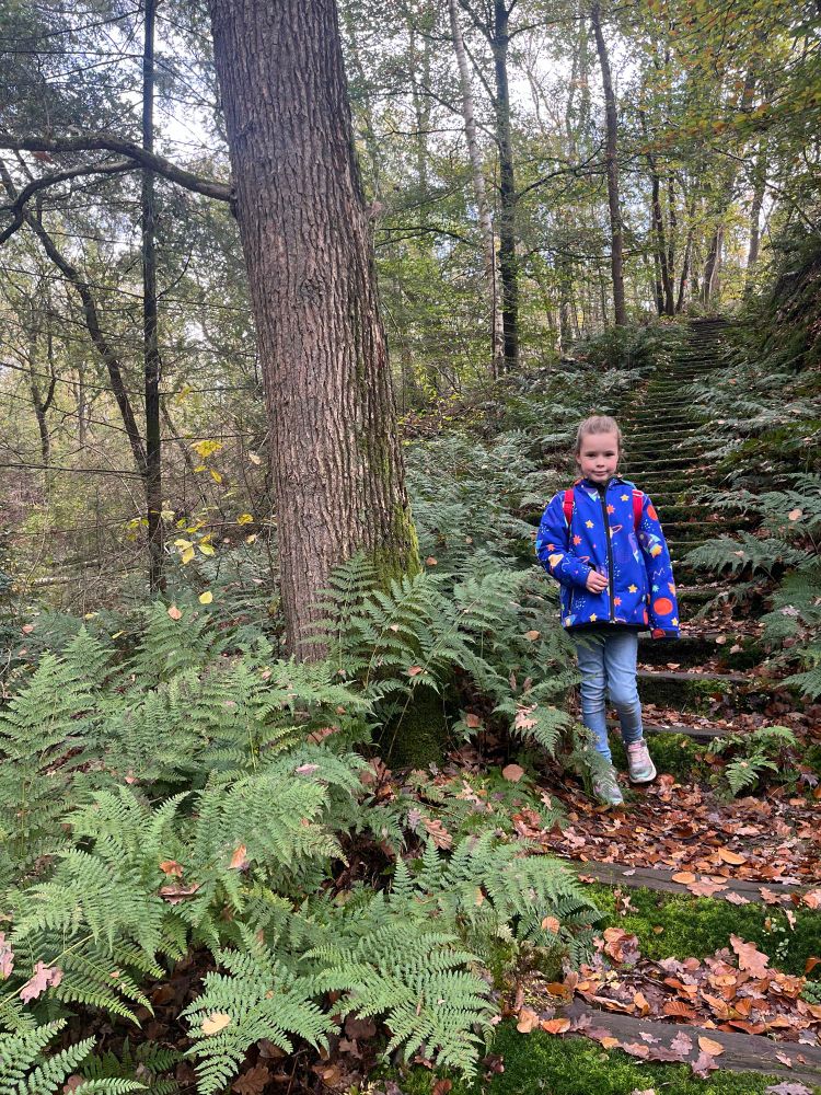 Rosa op een bemoste trap tussen varens
