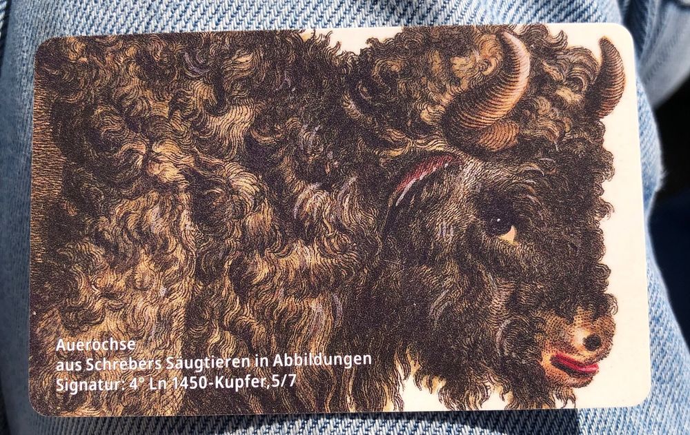 Ein Bibliotheksausweis der zeigt: einen prächtigen lockigen Auerochsen, der wissend lächelt