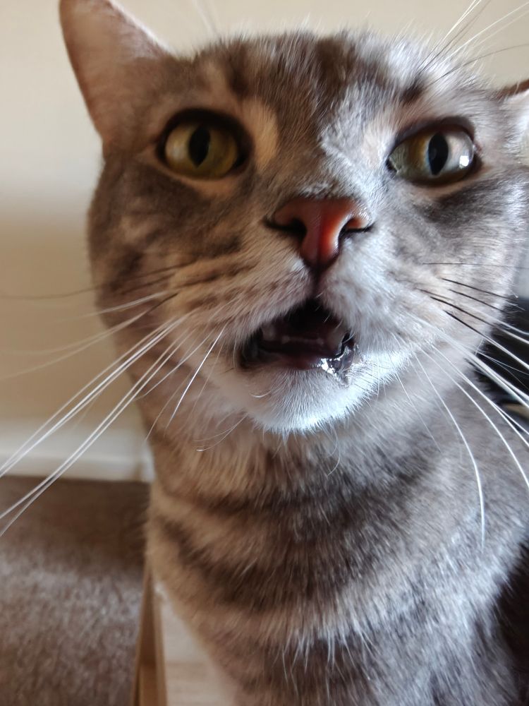 A gray cat with her mouth hanging open.