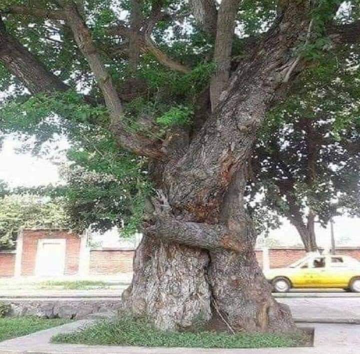 a big old tree, the trunk & branch overlaps so it looks like 2 trees hugging.