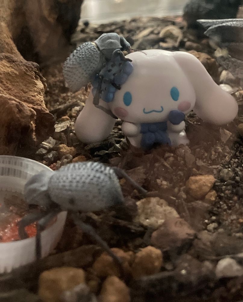 A blue death feigning beetle climbing on a a cinnamoroll toy, and another eating dried jelly from a bottle cap