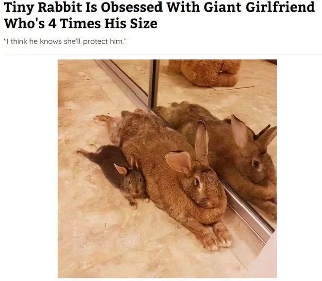 Headline that say Tiny Rabbit Is Obsessed With Giant Girlfriend Who's 4 Times His Size and accompanying photo 