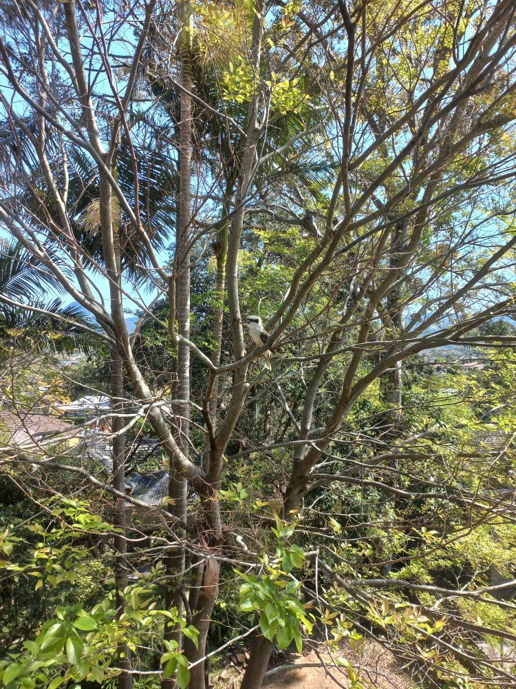 Kookaburra sitting on branch of tree with blue sky behind