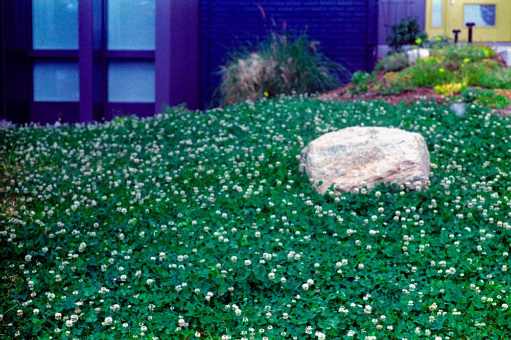 A rock in the middle of a sea of clover flowers in the front yard of a house.