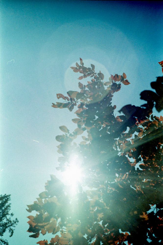 The sun filters through the branches of tree with a cloudless sky in the background.