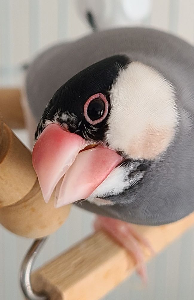 オラオラする文さん