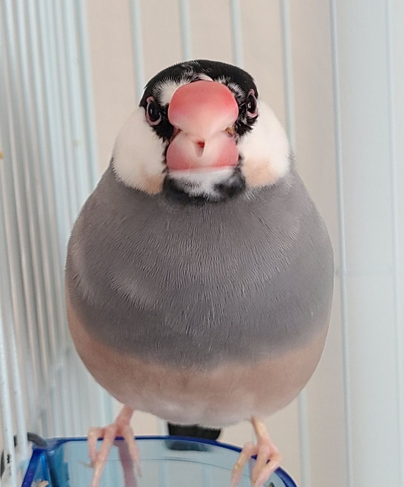 モグモグする文さん