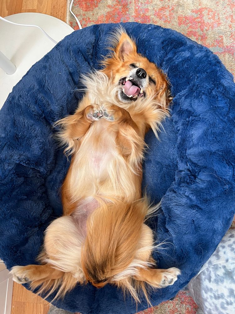 long haired chihuahua lying on her back in a blue bed and yawning