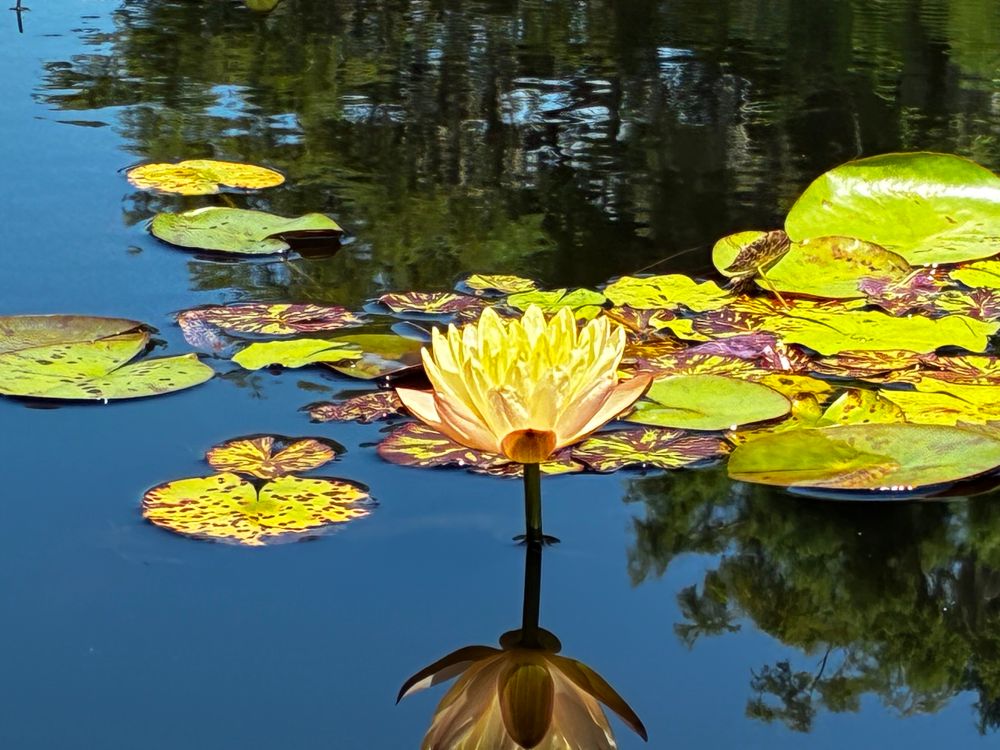 Water lily at Brookgreen Gardens, SC
