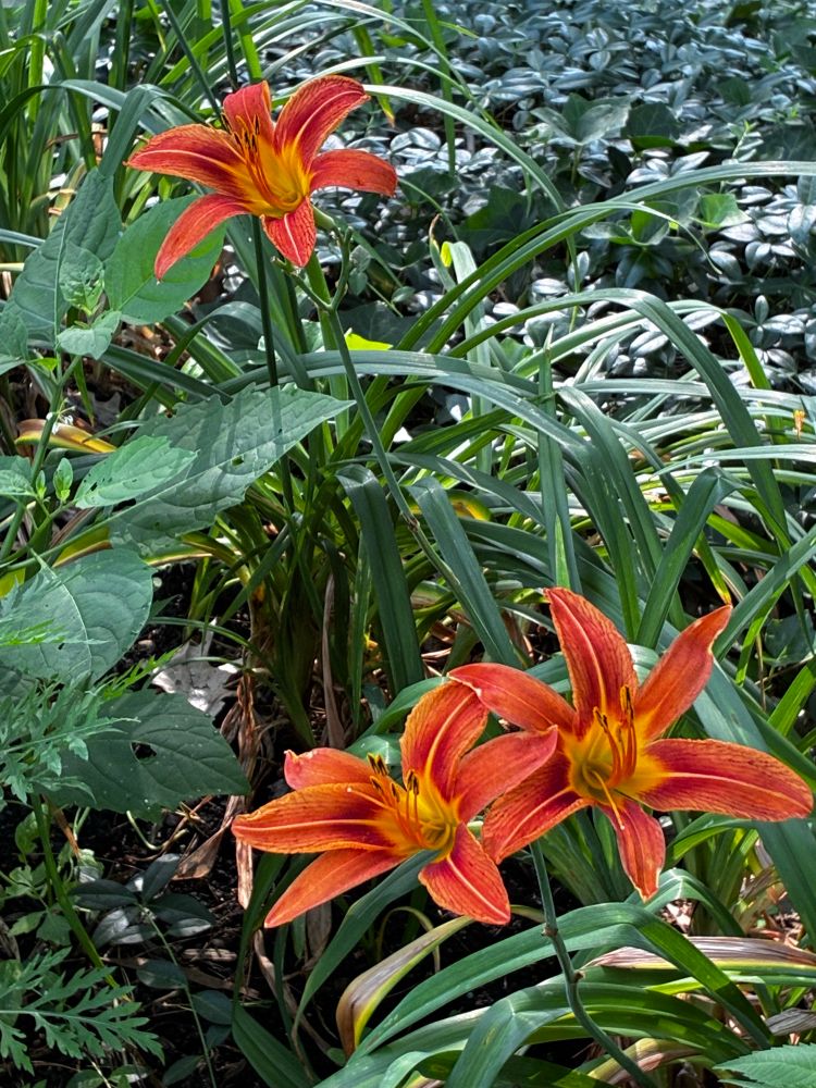 Three, orange daylilies.