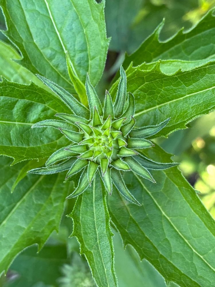 Top view of coneflower bud before opening with petals closed around center.