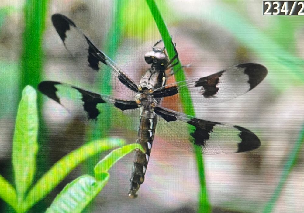 Closeup of dragonfly with black sections on wings.