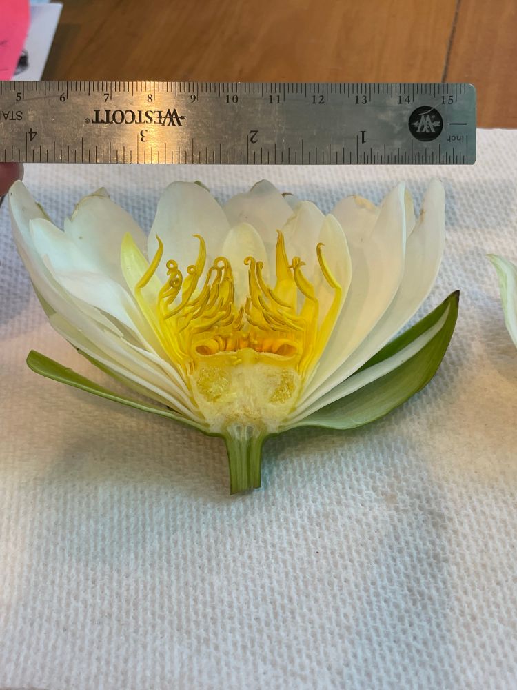 Cross-section of water lily blossom showing green sepals, white petals and interior yellow parts (stamen and ovaries.)