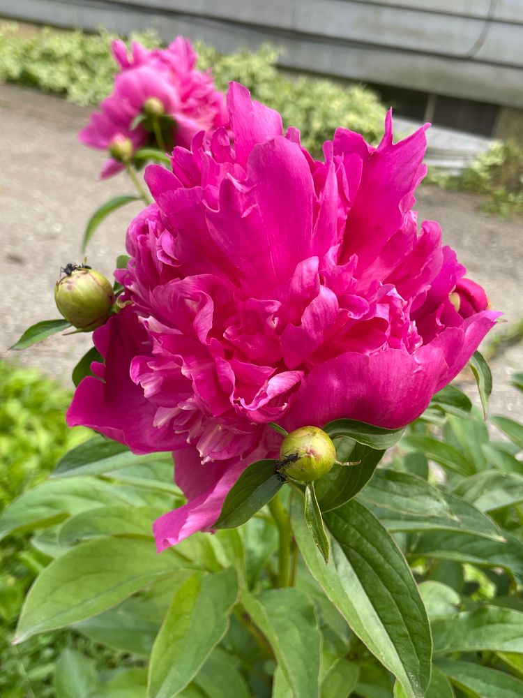 Side view of pink peony bloom with two buds forming.