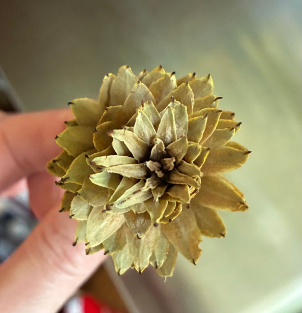Tulip tree pod, opened up, top view.