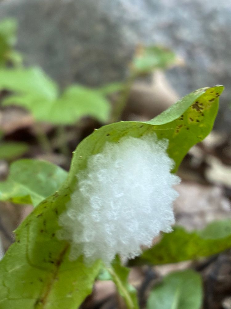 White, bumpy cocoon-like structure found on a dandelion leaf. 