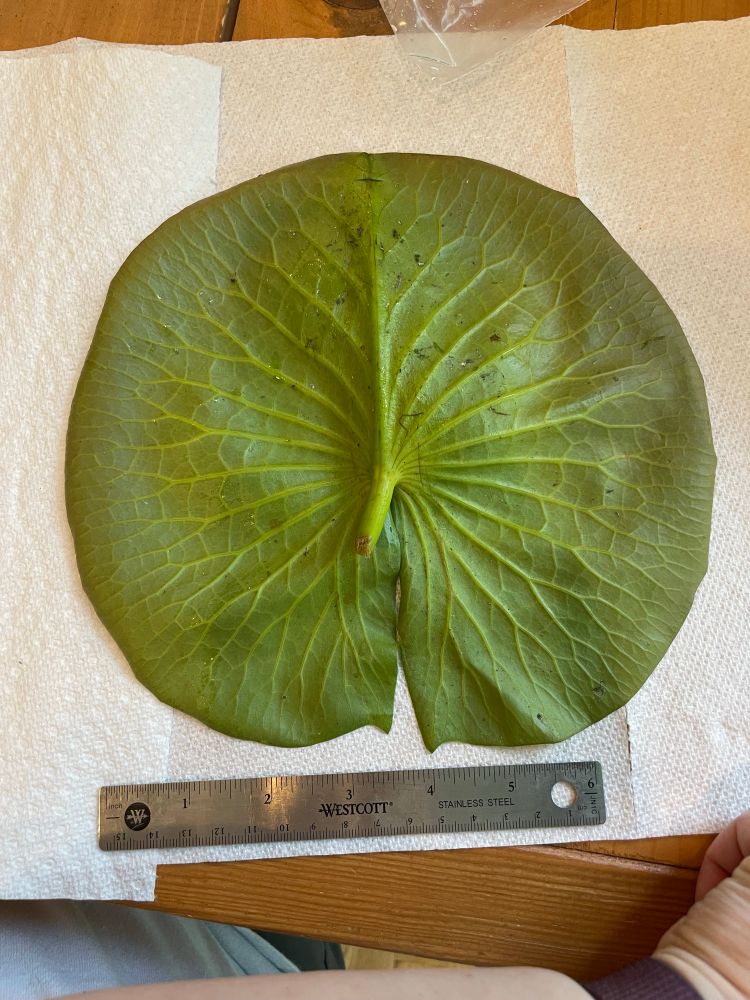 Approx 7 inch wide green lily pad.