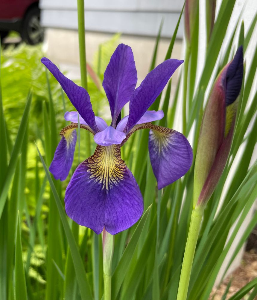 Possible blue flag iris with fully opened blossom. Darker purple with yellow in center and maroon veining.