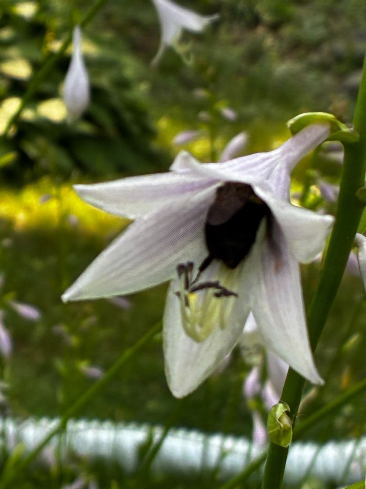 Hosta blossom with bumblebee inside.