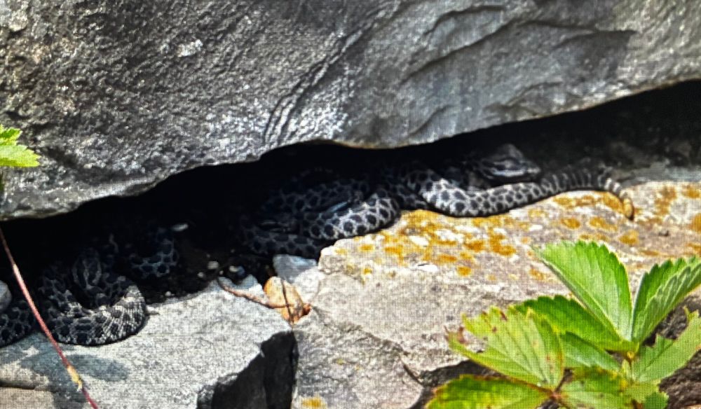 Several massage rattlesnakes under a small rock ledge.