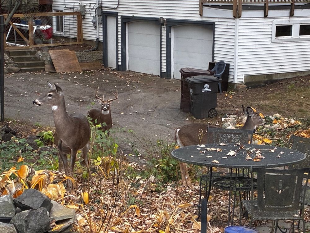 Doe, buck and baby buck.