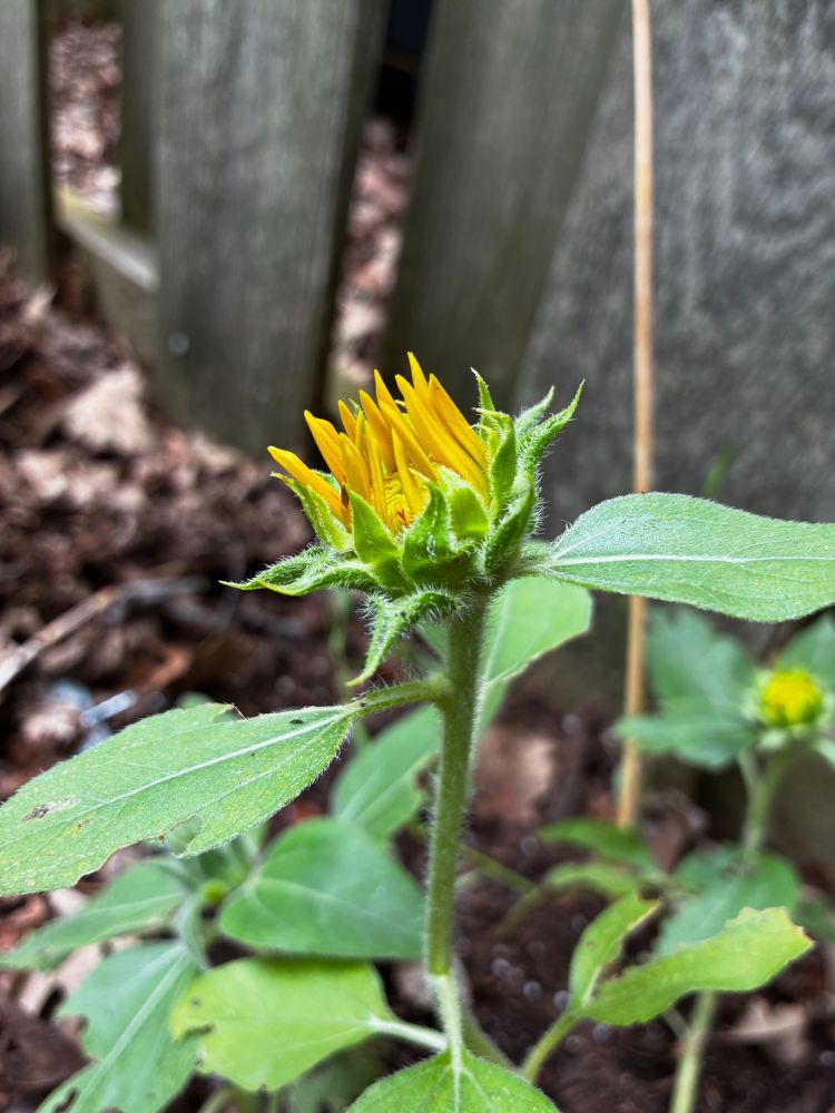 Small, dwarf sunspot sunflower with first blossom partially open.